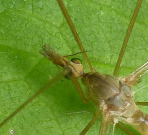 Réf. 234 602 : Tipula helvola