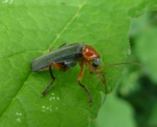 Réf. 234 500 : Cantharis pellucida
