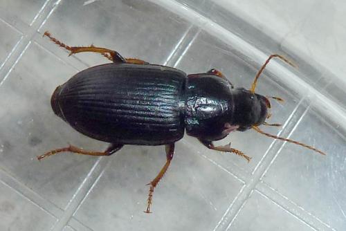 Réf. 234 187 : Semiophonus signaticornis