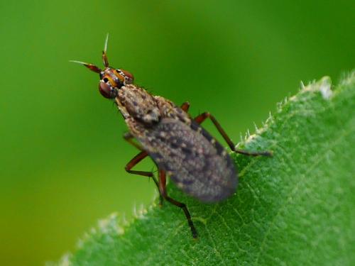 Réf. 234 193 : Euthycera alaris