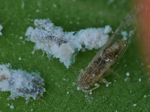 Réf. 234 557 : Lauritrioza alacris