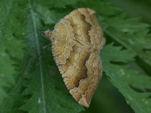 Réf. 234 955 : Camptogramma bilineata