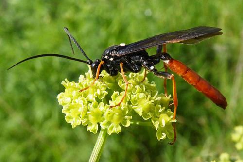 Réf. 234 116 : Amblyjoppa fuscipennis