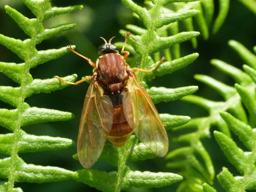Coenomyia ferruginea