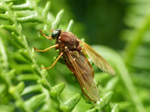 Coenomyia ferruginea