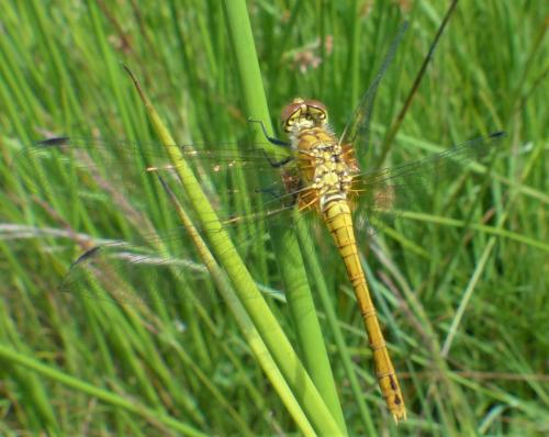 Réf. 234 024 : Sympetrum sanguineum