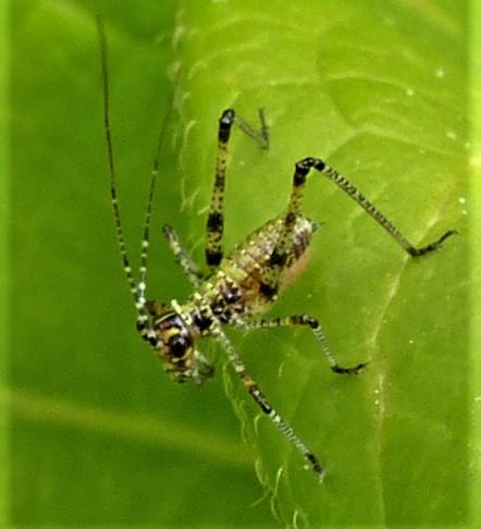Réf. 234 005 : Phaneroptera sp.