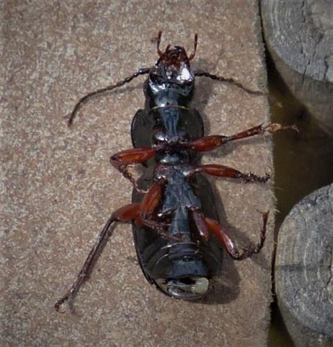 Pterostichus madidus