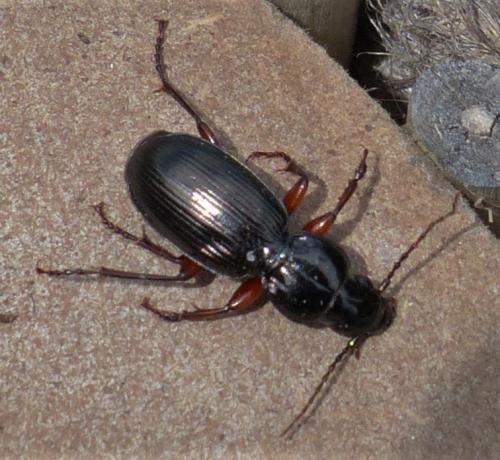 Pterostichus madidus