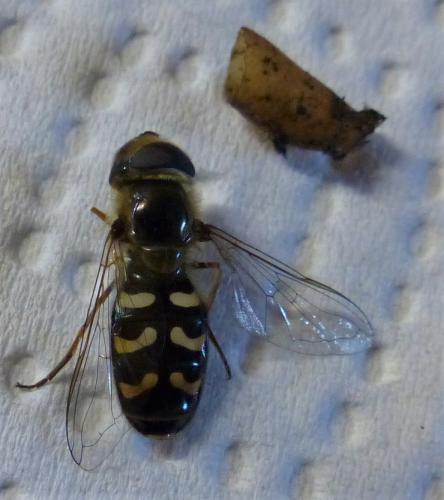 Scaeva pyrastri