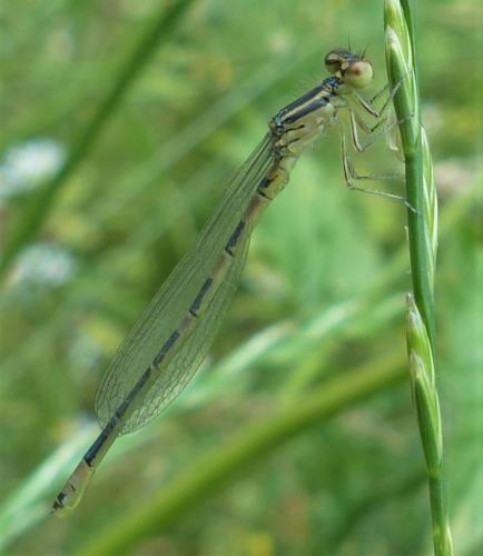 Réf. 234 110 : Coenagrion scitulum