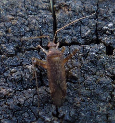 Réf. 234 251 : Phytocoris sp.