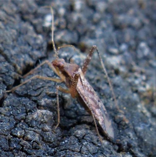 Réf. 234 252 : Phytocoris sp.