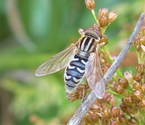 Anasimyia interpuncta