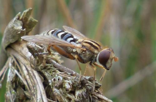 Anasimyia interpuncta