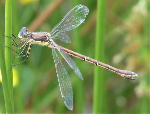Lestes dryas