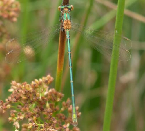 Lestes sponsa