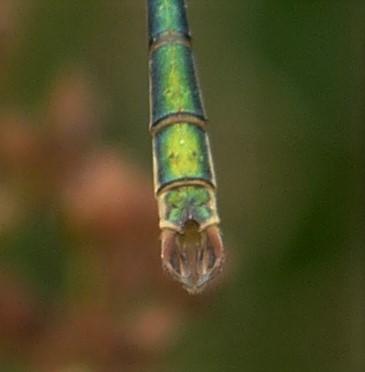 Lestes sponsa