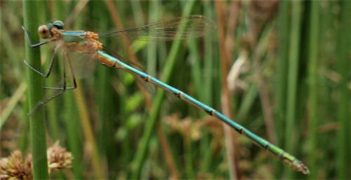 Lestes sponsa
