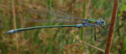 Lestes sponsa