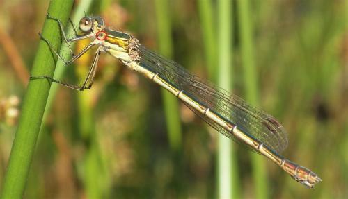 Lestes sponsa