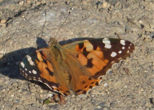 Réf. 234 717 : Vanessa cardui