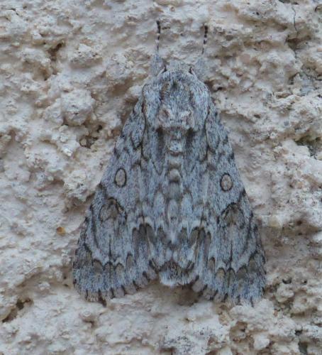 Réf. 234 882 : Acronicta aceris