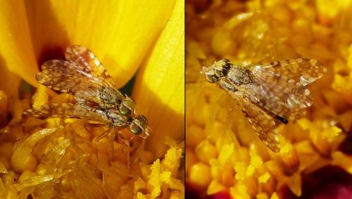 Réf. 234 361 : Dioxyna bidentis