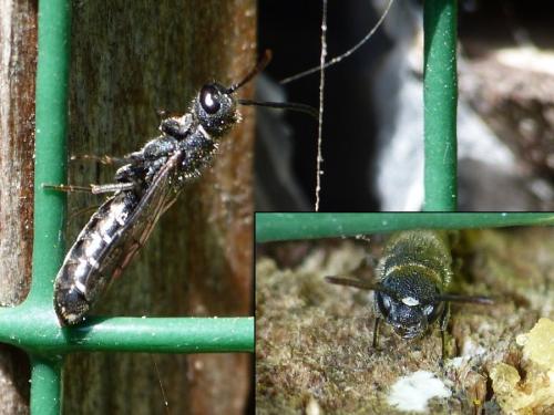 Sapygina decemguttata
