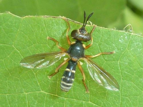 Abrachyglossum capitatum