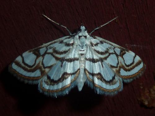 Réf. 234 043 : Nymphula nitidulata