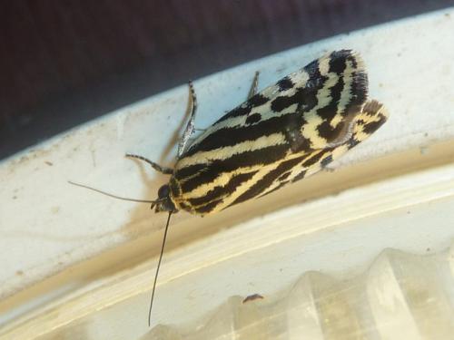 Réf. 234 044 : Acontia trabealis