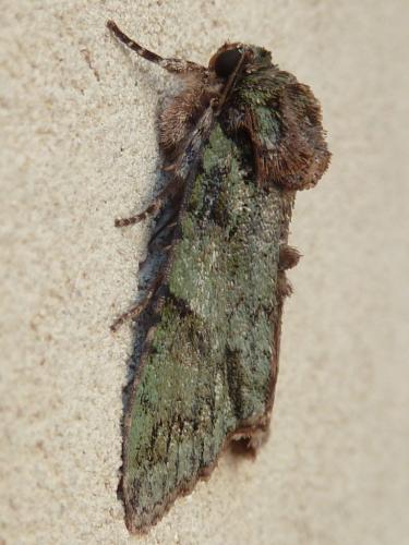 Réf. 234 349 : Polyphaenis sericata