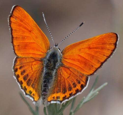 Lycaena thersamon