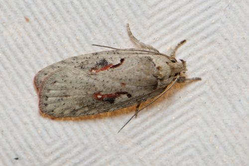 Réf. 234 669 : Agonopterix ocellana