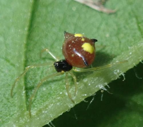 Réf. 234 234 : Theridula gonygaster
