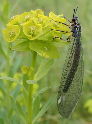 Réf. 234 923 : Myrmeleon formicarius