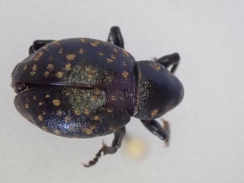Liparus germanus