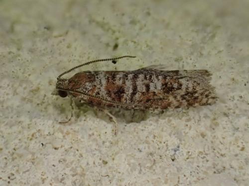 Rhyacionia pinivorana