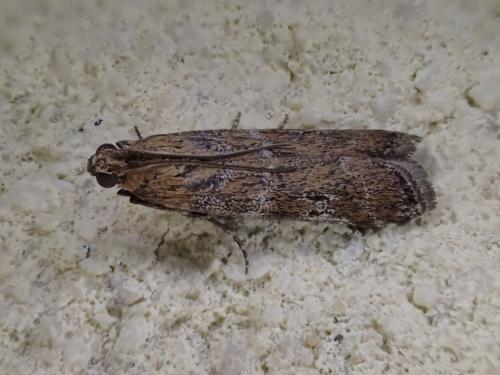Réf. 234 311 : Phycitinae inconnu