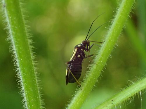 Réf. 234 089 : Grypocoris sexguttatus