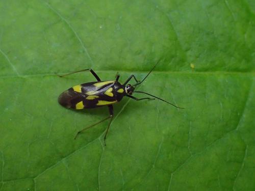 Réf. 234 087 : Grypocoris sexguttatus