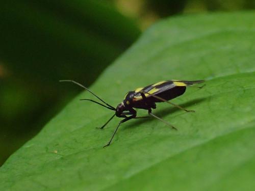 Réf. 234 088 : Grypocoris sexguttatus