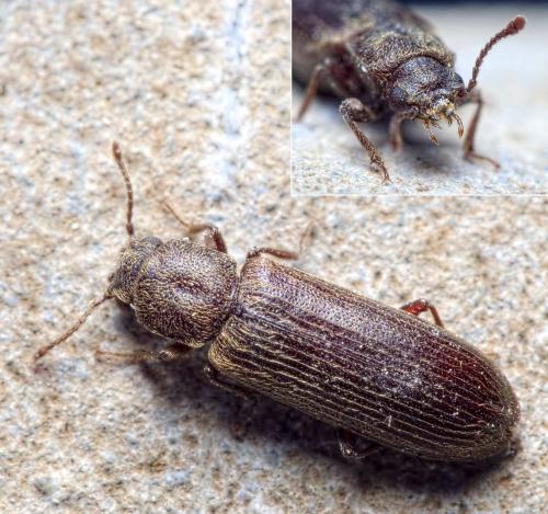 Réf. 234 285 : Lyctus cavicollis
