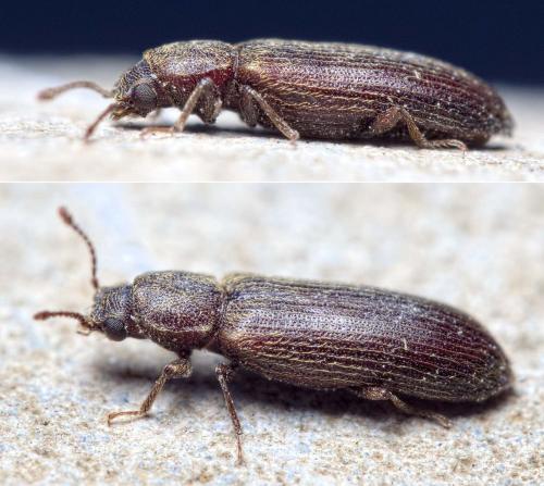 Lyctus cavicollis
