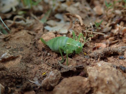 Barbitistes fischeri