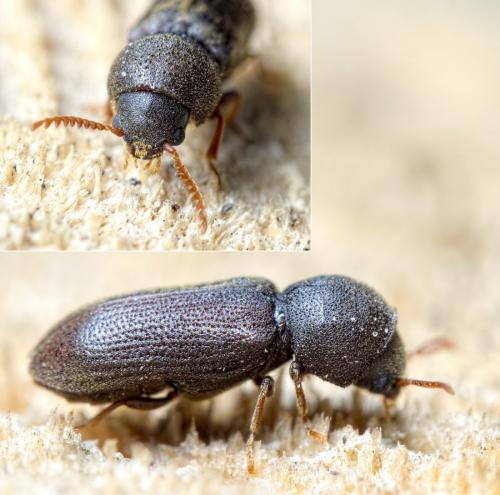 Réf. 234 524 : Ptilinus fuscus