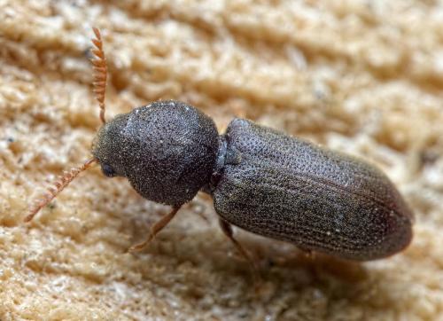 Réf. 234 525 : Ptilinus fuscus