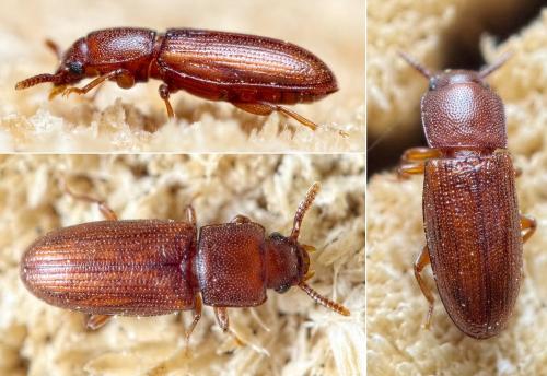 Palorus depressus