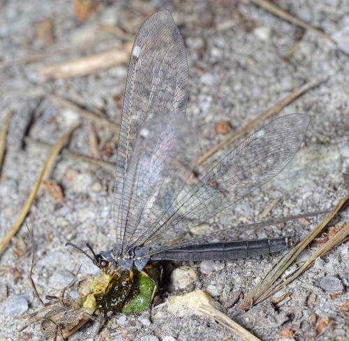 Réf. 234 296 : Myrmeleon formicarius